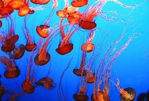 探索神秘的海洋世界,與海洋生物親密接觸