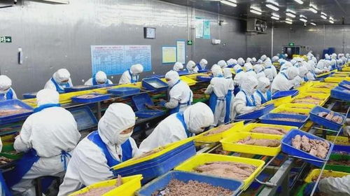 石島創(chuàng)新海洋科技，生物技術助力漁業(yè)產業(yè)鏈增值